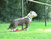 Étalon American Staffordshire Terrier - Eden de la Terre d'Ovalie