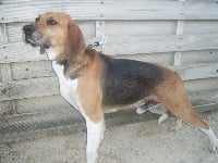 Étalon Beagle-Harrier - Débuche du minez guellec