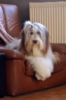 Étalon Bearded Collie - Ge te promets des Emeraudes du Lac