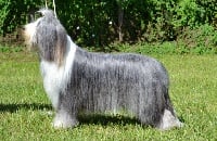 Étalon Bearded Collie - Et pourquoi pas moi Du domaine de noire epine