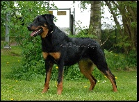 Étalon Berger de Beauce - Kelli du Fond des Camps