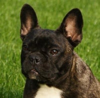 Étalon Bouledogue français - Marcelina Z Horowych Bagien