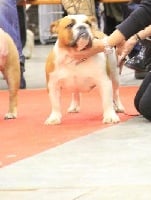 Étalon Bulldog Anglais - Impressive Bull Kelly