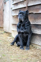 Étalon Cane Corso - Upso Du clos des ternes