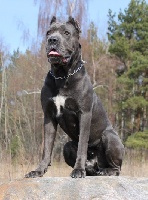 Étalon Cane Corso - CH. Polyaris vincitore iz sozvezdiya adomasa