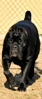 Étalon Cane Corso - CH. Sara Del rosso malpelo