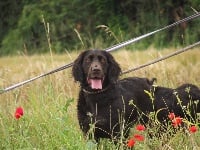 Étalon Chien d'Oysel allemand - Extra Vom hundegelaüt