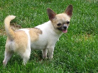 Étalon Chihuahua - Giullia De L'Orme Haret