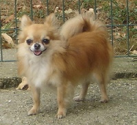 Étalon Chihuahua - Calimero des Mini Elidyle