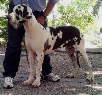 Étalon Dogue allemand - Caprice Dell'alto Feudo