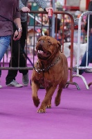 Étalon Dogue de Bordeaux - chien douceur Gracieux