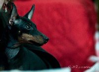 Étalon English Toy Terrier - CH. x-pected dine mites Zwezda vandebor