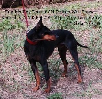 Étalon English Toy Terrier - CH. zirlean Will turner