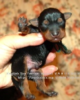 Étalon English Toy Terrier - B-106 Vandebor