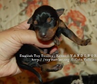 Étalon English Toy Terrier - B-105 Vandebor