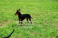 Étalon English Toy Terrier - Vandebor After the spell abrahadabra