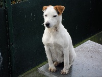 Étalon Jack Russell Terrier - Montgarny Domino
