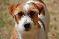 Étalon Jack Russell Terrier - Gold and fire du Domaine du Carpé