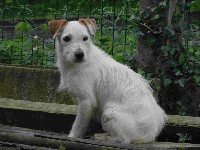 Étalon Jack Russell Terrier - Montgarny Foulcan