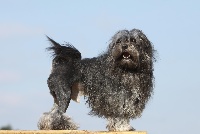 Étalon Petit chien lion - CH. Dustin Des îles du grand ribaud