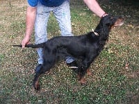 Étalon Setter Gordon - Bella Du parc de beauregard