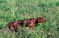Étalon Setter irlandais rouge - the red lightning Dear red love