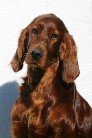 Étalon Setter irlandais rouge - CH. Be my red love of the autumm sun