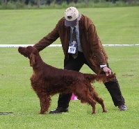 Étalon Setter irlandais rouge - CH. red tails Hazel the red love