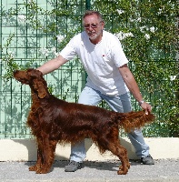 Étalon Setter irlandais rouge - CH. The red love Xl fire of mimosa