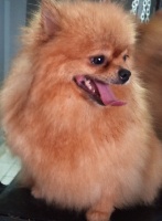 Étalon Spitz allemand - Dior du bon zoreille