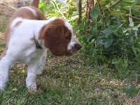 Étalon Welsh Springer Spaniel - TR. CH. Homega d'Ann Cambris