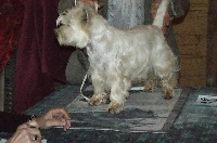 Étalon West Highland White Terrier - Gavotte De La Vallée D'elleron