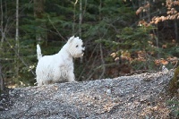 Étalon West Highland White Terrier - Fillan de la dame aux loups