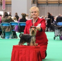 Étalon Yorkshire Terrier - Wenwytes Work of art