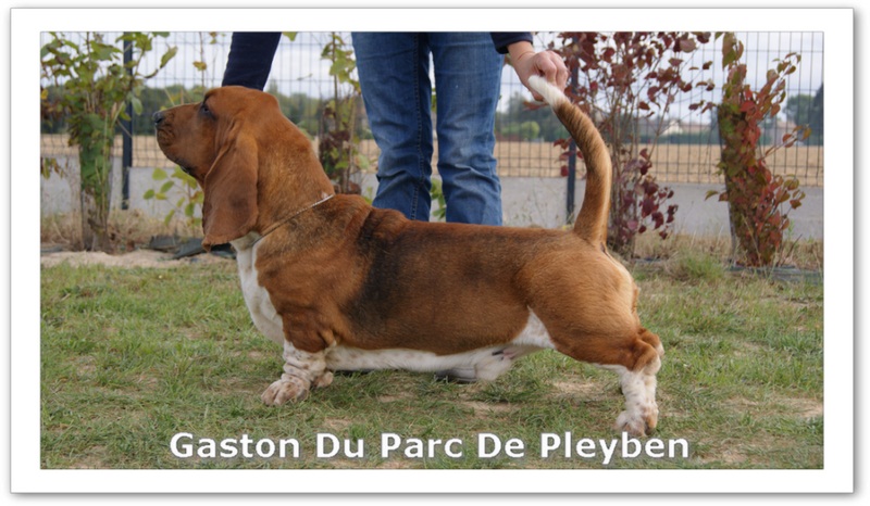 CH. Gaston du Parc De Pleyben
