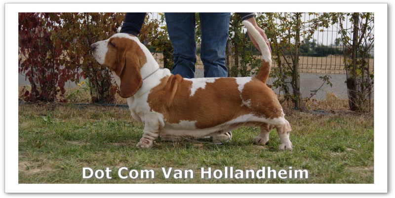Dot-com van Hollandheim
