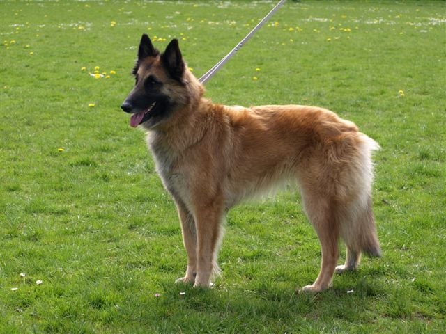 Publication : Du Vent Des Louves Auteur : DPDL