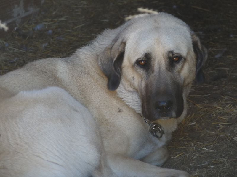 Publication : du Hogan des Vents Auteur : Mathieu Mauriès