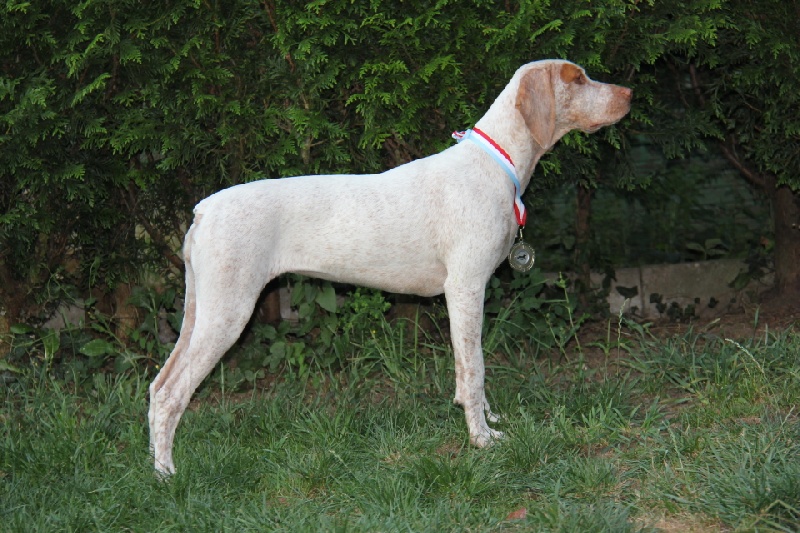 Publication : de la pierre d'or