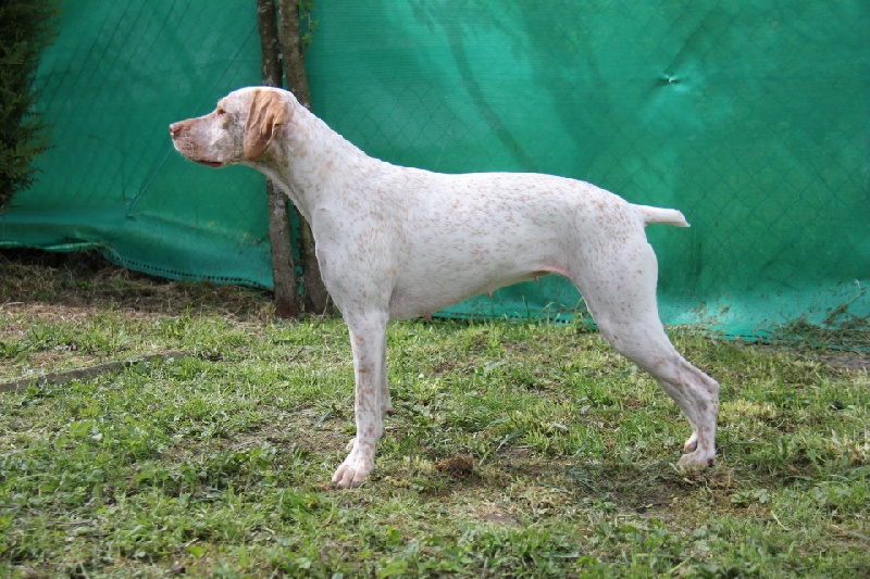 CH. Fatal beauty du Rocher des Jastres