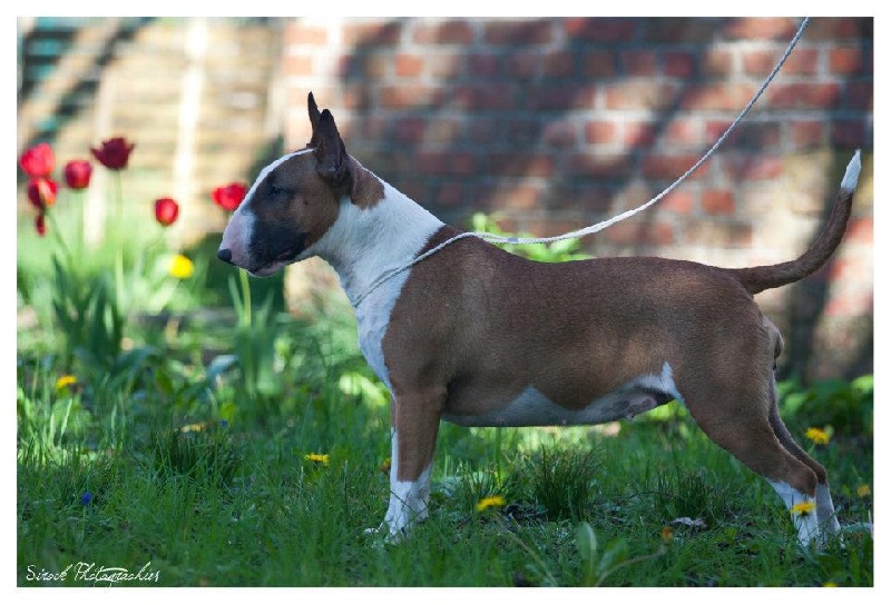 J.ch.guess du domaine du moulin d'allamont