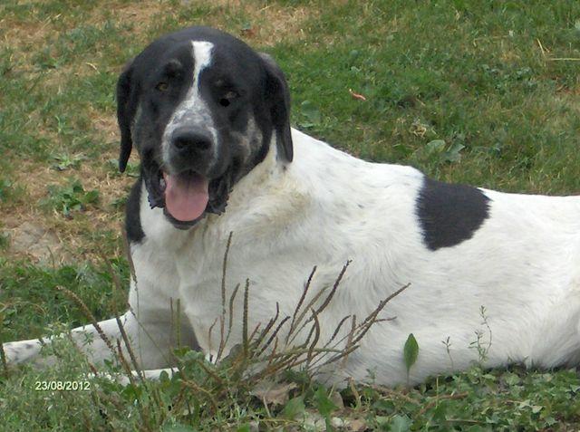 Publication : D'estrelboss Auteur : d'Estrelboss