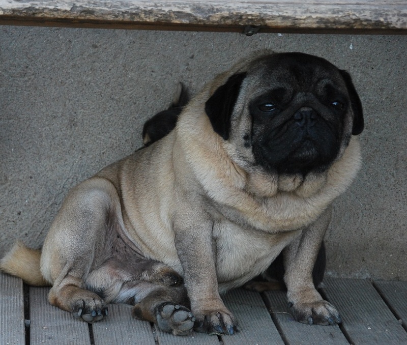 Cherubin De la bacska