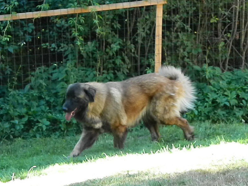 Hénola lenda da quinta da liria