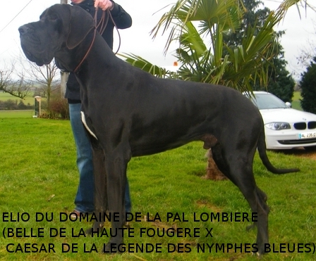 Publication : du Domaine de la Pal Lombiere Auteur : Soron Daniel