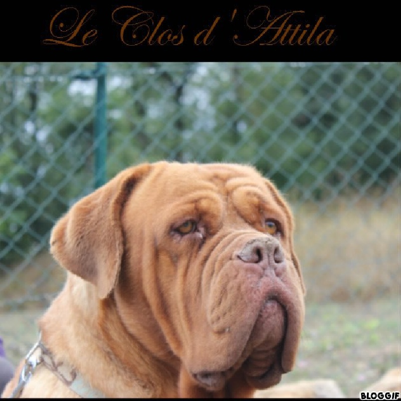 Publication : du clos d'Attila 