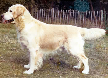 Camrose Cabus christopher