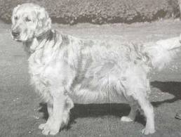 CH. Deerflite Endeavour of yeo