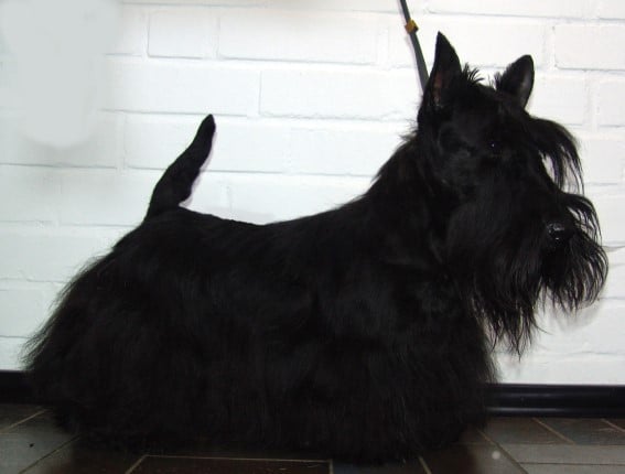 Arabella's Magic illusion