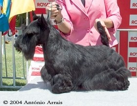 CH. de magic illusion Domino